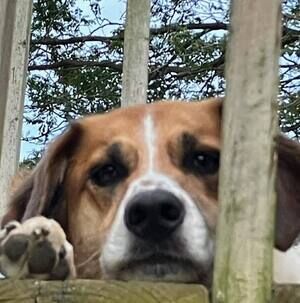 Meet your Posher, Trixie